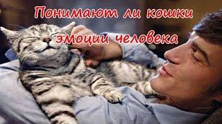 ПОНИМАЮТ ЛИ КОШКИ ЭМОЦИИ ЧЕЛОВЕКА  DO CATS UNDERSTAND HUMAN EMOTIONS