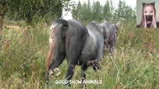 A Horse a cross between a donkey. Amazing videos about horses