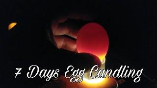 Update: 7 Days Chicken Egg Candling | Backyard Breeder