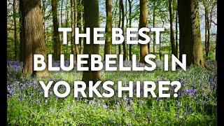 Photographing Bluebells? DON'T make these mistakes!