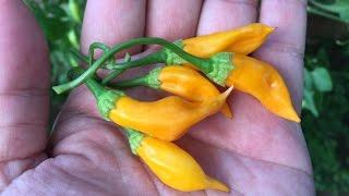 What's That Pepper  Ep15 - Aji Habanero