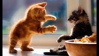  Самые смешные и милые котята в мире!  Лучшие видео с котами и котятами! 