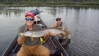 Csf 35 06 Top-water Pike fly fishing action.