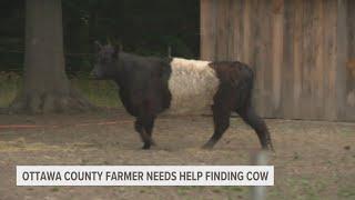 Ottawa County cow missing