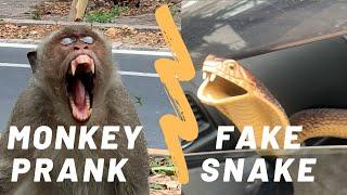 New Monkey Prank with Fake Snake 2021 hilarious