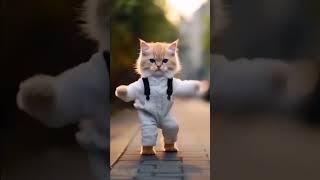 Cat dance #Honeya Honeya