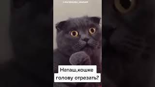 ‍⬛А кошке голову отрезать? - кошка в шоке от услышанного  short #shorts