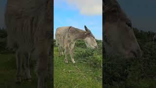 Adorable Old Donkey Have Lunch In The New Forest