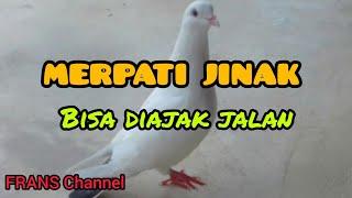 BURUNG MERPATI JINAK NURUT