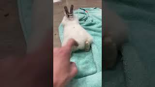 Funny rabbit tail reaction 