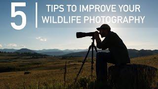 5 Tips to help IMPROVE your wildlife photography