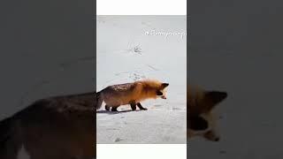 Cute And Funny Fox #Funny Video #Tik Tok Sorts #Sorts Video