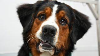 The sweetest souls to walk the earth...Bernese Mountain Dogs