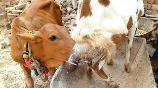 Calf drinking from goat | goat breastfeeding milk | Nikka Haji