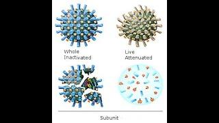 Vaccines, Part 1; Introduction and live attenuated vaccines