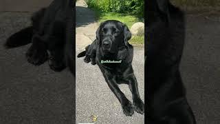  #dog #dogshorts #viralvideo #trending #funnyvideo #funny #pets #comedy #entertainment #shorts 