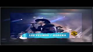 MORENA  | LOS FELINOS  |  STUDIO 45® 2024