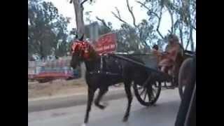 rawalpindi horse try(zahid rafiq tanga maker)