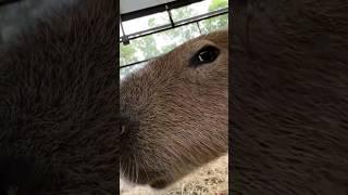 Capybaras Smell Like Coconuts 