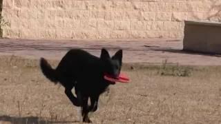 My German Shepherd dog love playing Frisbee with me