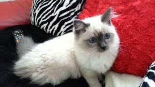 Beautiful blue eye birman cat  kitten (SOPHIE )