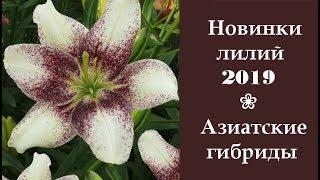  Новинки лилий 2019: Азиатские гибриды