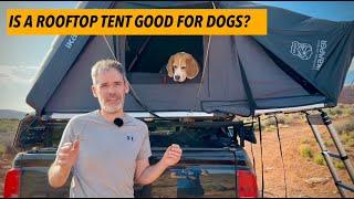 ️ Cute beagle goes camping in a rooftop tent (2024 edition)