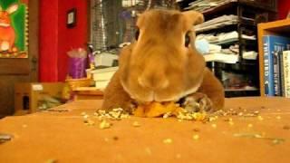 Bunny Snarfing Machine