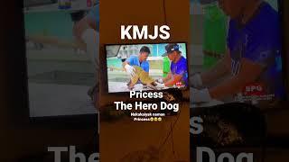 Princess the hero dog #KMJS