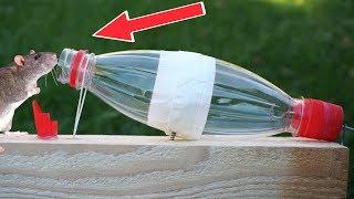 Amazing ideas |Simple Mouse Trap that Works