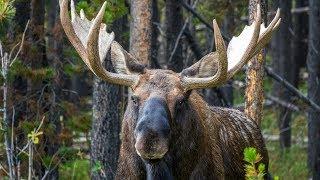 Magnificent Bull Moose enters the Rut in Canada's Rockies