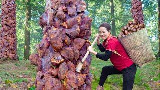 Harvesting Pistachio Nuts Go to Market Sell | Can only be seen in the deep forest