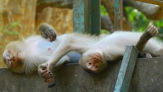 It's too hot in dry season so pregnant monkey Luna & Millie need the cold place