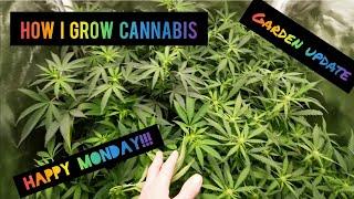 How i grow cannabis. MONDAY UPDATE!!!