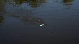 Pilot TopWater Pencil Lure Action Video | Seahawk