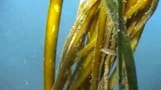 Puget Sound Marine Habitats - Kelp