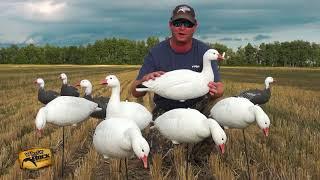 New! EVAC Snow Goose Fullbody | White Rock Decoys | Rogers Sporting Goods