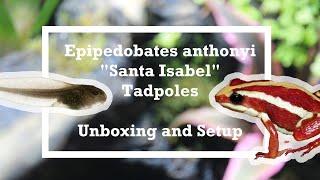 Unboxing Santa Isabel Dart Frog Tadpoles (+ Setup)