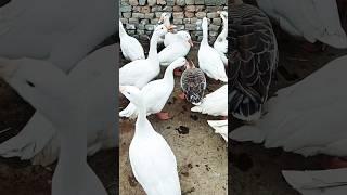 Hungry duck  #chickensong #viralvideo #youtubeshorts #Animalszoo-V1