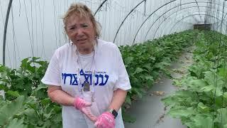 Volunteer/Solidarity Missions: Why Volunteer in Israel with Kenes?