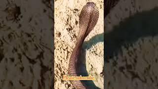 @socodiame #animals #snake #snakevideo #reel #forestlifes #funnyanimal  #amezing #shorts #reels