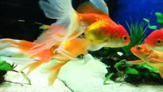 Amazing gold fish HD