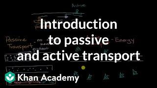 Introduction to passive and active transport | High school biology | Khan Academy