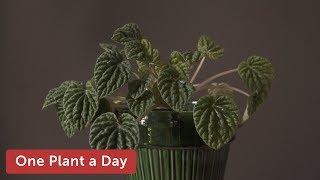 Peperomia caperata Houseplant Care — 167 of 365