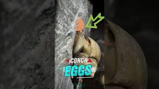 Crushing the conch eggs #shorts #satisfying