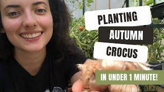 How To Plant Autumn Crocus In Your Garden