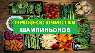 Процесс Очистки Шампиньонов Пошагово | Как Легко Почистить Шампиньоны? #шампиньоны