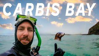 Swimming with seals at Carbis Bay St Ives Cornwall