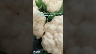 #HarvestingCauliflower# Horticulture