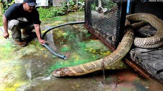 INILAH SOSOK ULAR KING COBRA RAKSASA GOLDEN KALIMANTAN PESAING GARAGA | COBRA | KING COBRA | ULAR